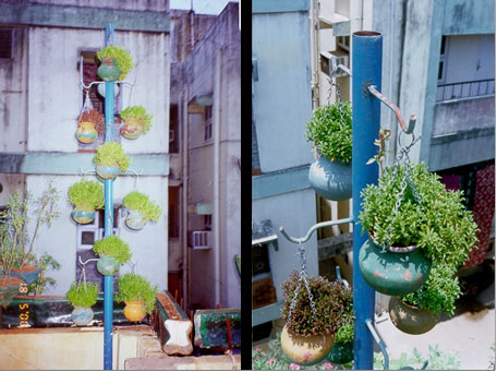 TERRACE HORTICULTURE
